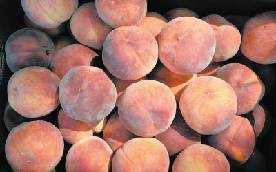 Beloved local peach varieties signify summer in Southern Oregon